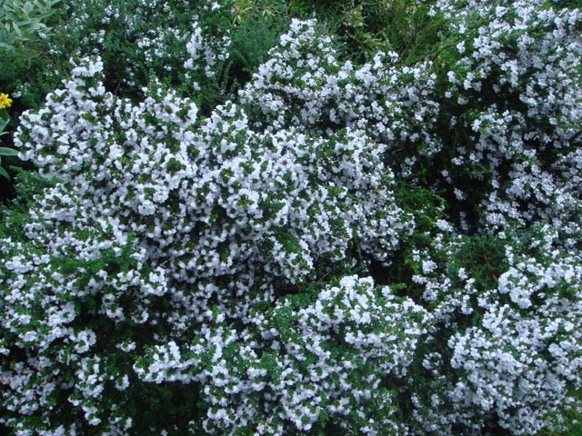 Prostanthera cuneata P19 (2)